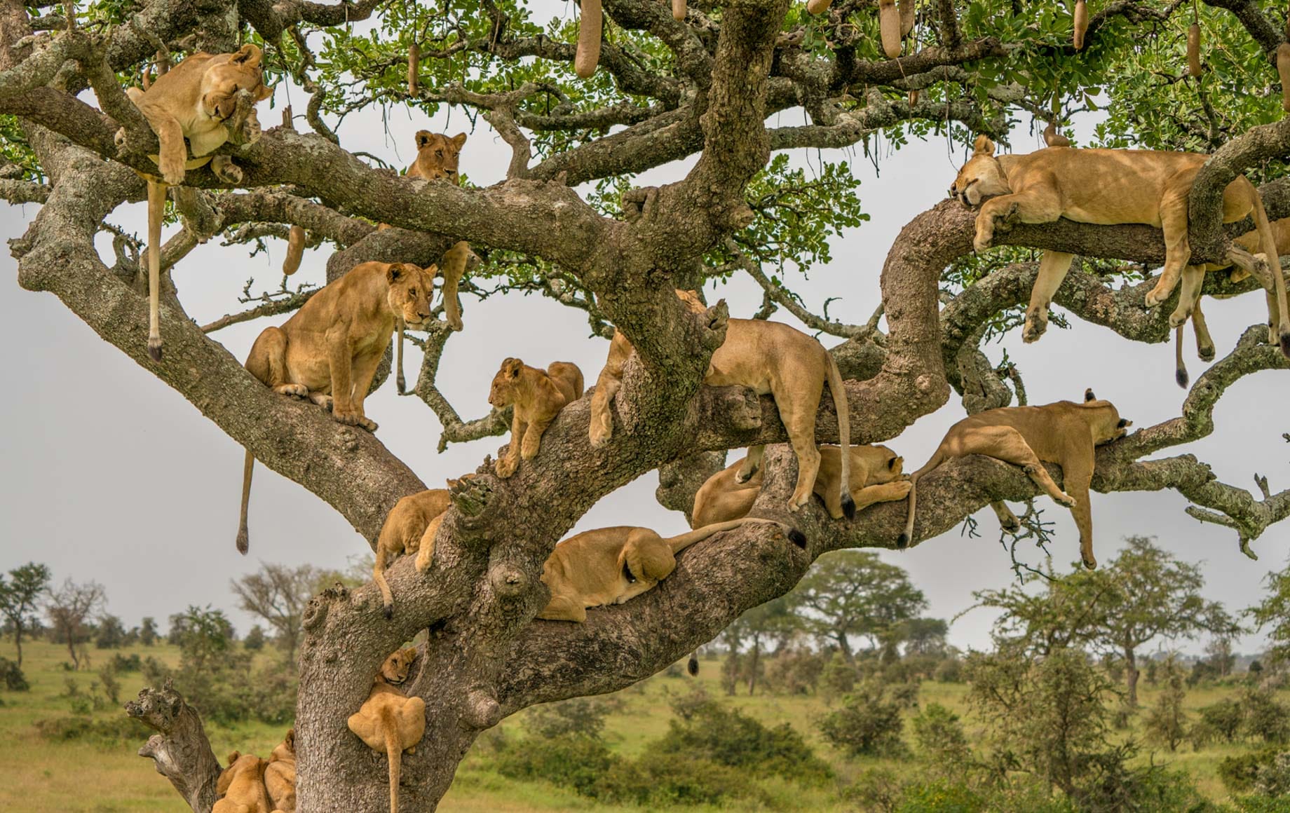 The Serengeti: The Most Common Animals You’ll See on Tanzania Safaris