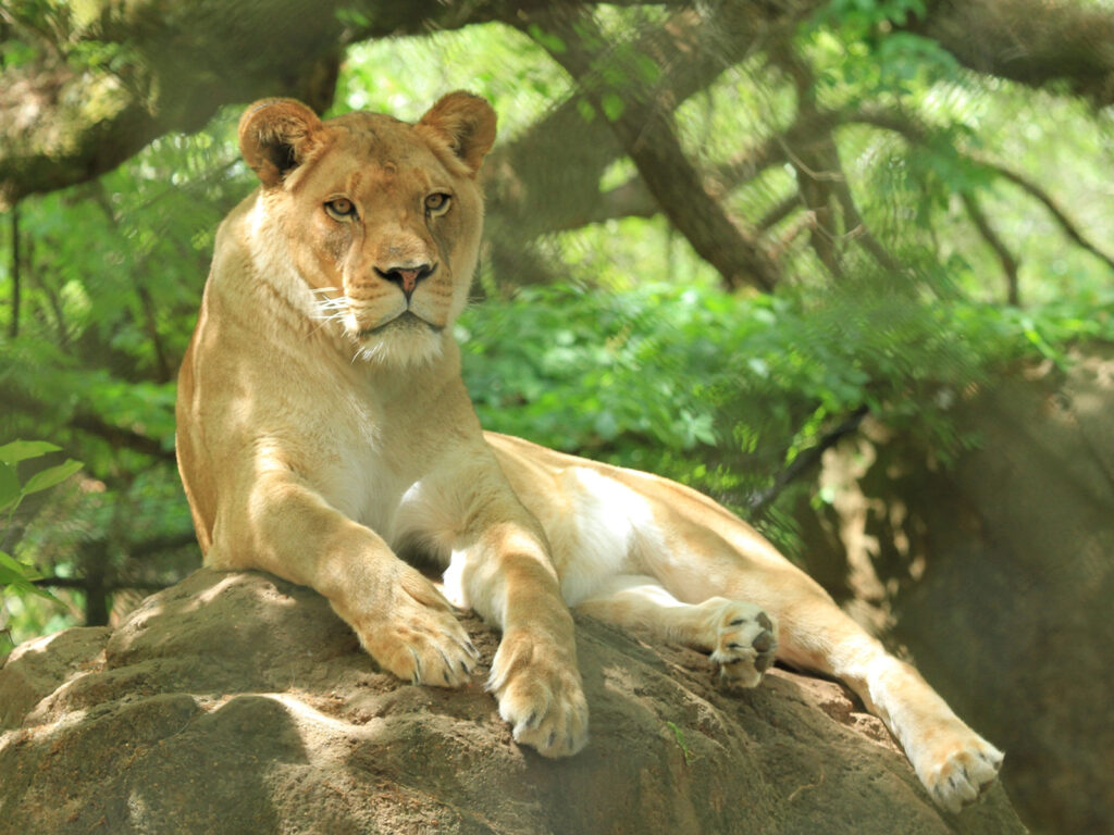 Best 10 Animals to See in Maasai Mara (Kenya Safaris Guide)