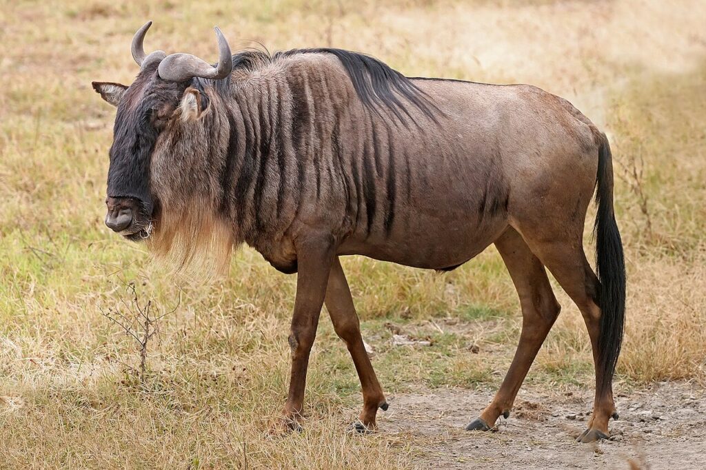 Best 10 Animals to See in Maasai Mara (Kenya Safaris Guide)
