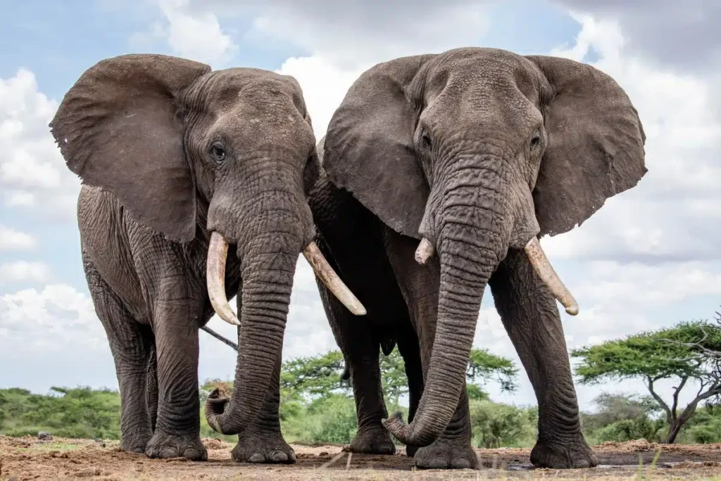 Best 10 Animals to See in Maasai Mara (Kenya Safaris Guide)