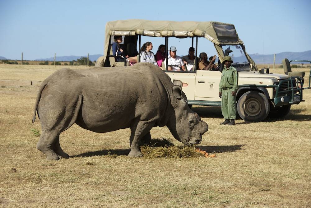 The Best Time to Visit Ol Pejeta: A Seasonal Kenya Safaris Guide