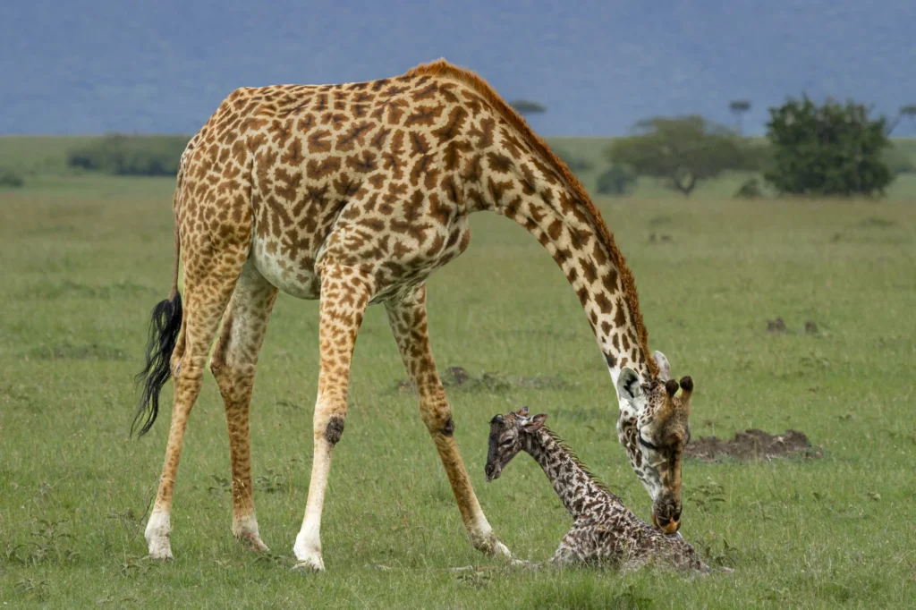 Best 10 Animals to See in Maasai Mara (Kenya Safaris Guide)