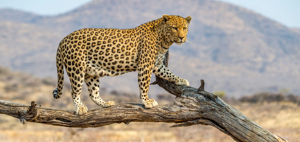 Best 10 Animals to See in Maasai Mara (Kenya Safaris Guide)