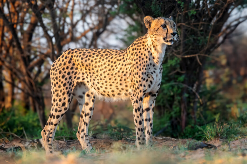 Best 10 Animals to See in Maasai Mara (Kenya Safaris Guide)