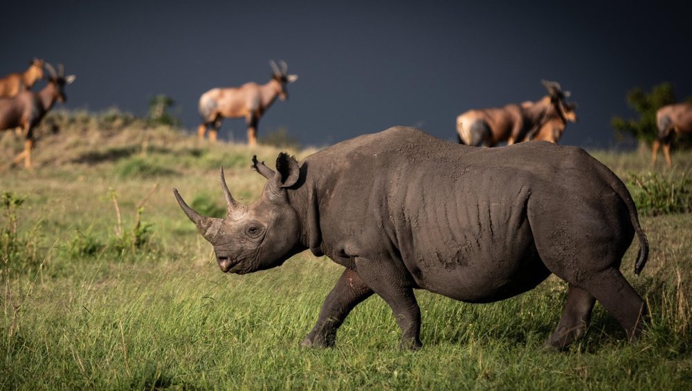Best 10 Animals to See in Maasai Mara (Kenya Safaris Guide)