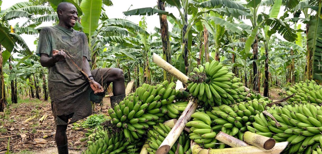 Agrotourism in Uganda: Where Farm Life Meets the Wild
