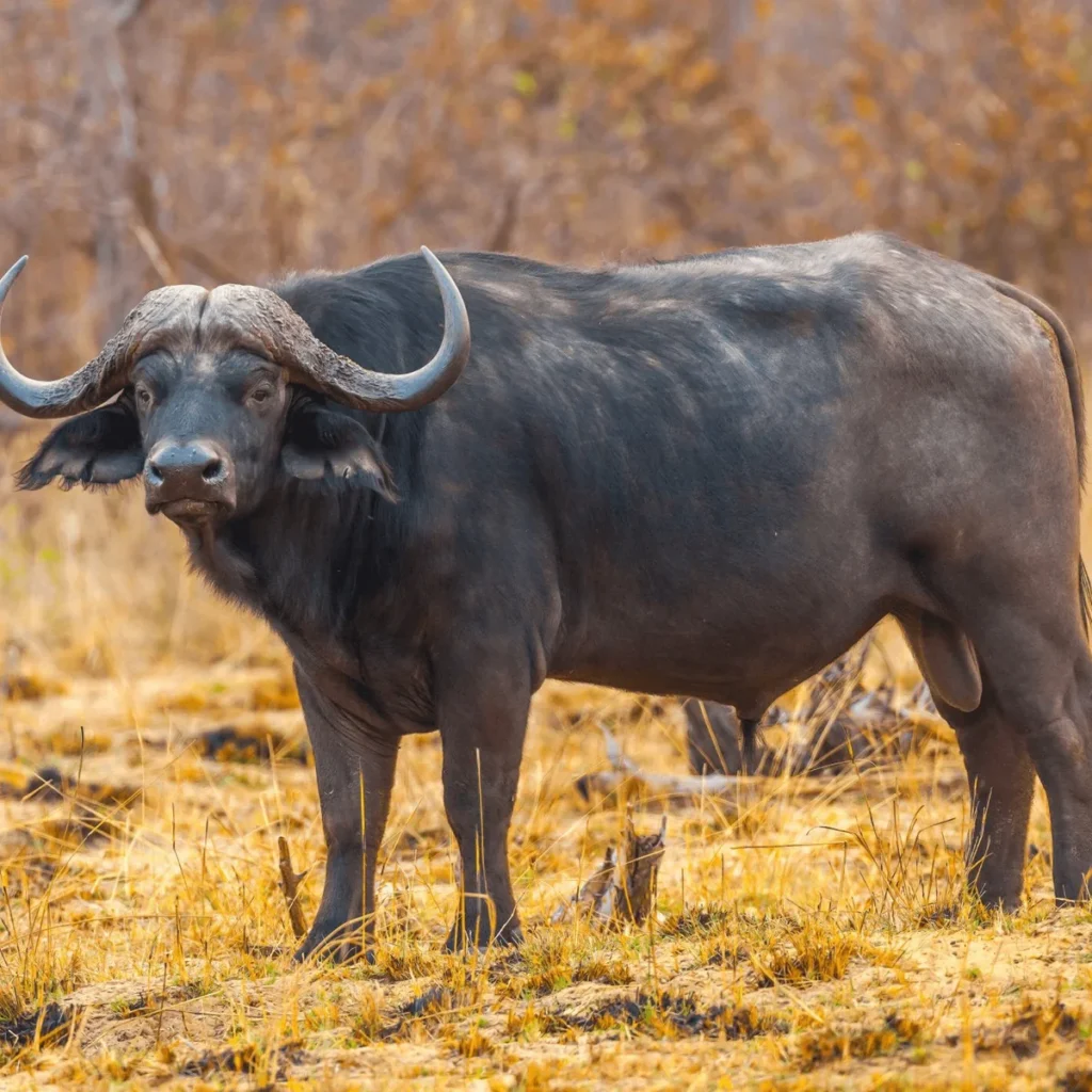 Best 10 Animals to See in Maasai Mara (Kenya Safaris Guide)