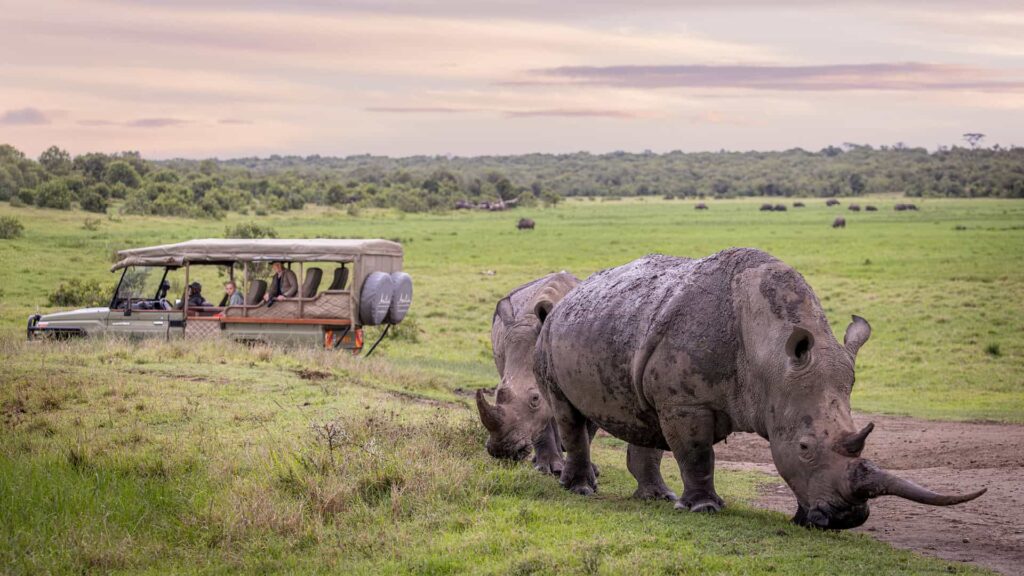 The Best Time to Visit Ol Pejeta: A Seasonal Kenya Safaris Guide