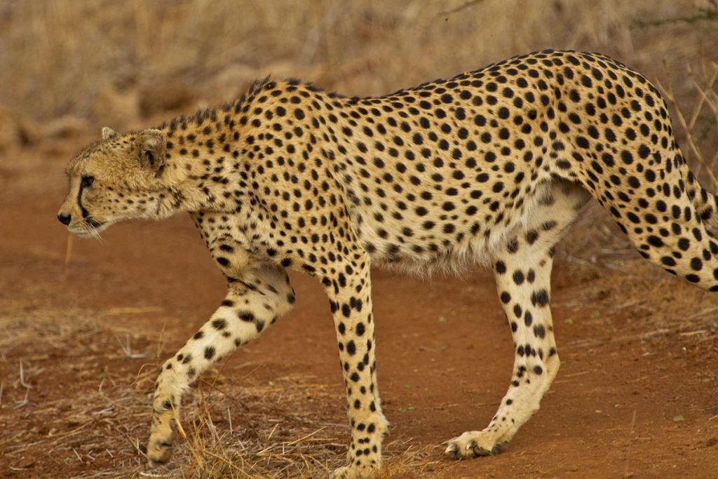 Discover the Bisanadi National Reserve
