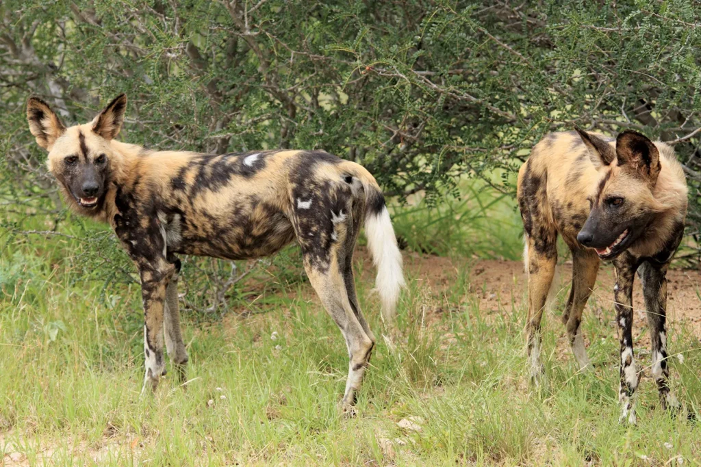 Best 10 Animals to See in Maasai Mara (Kenya Safaris Guide)