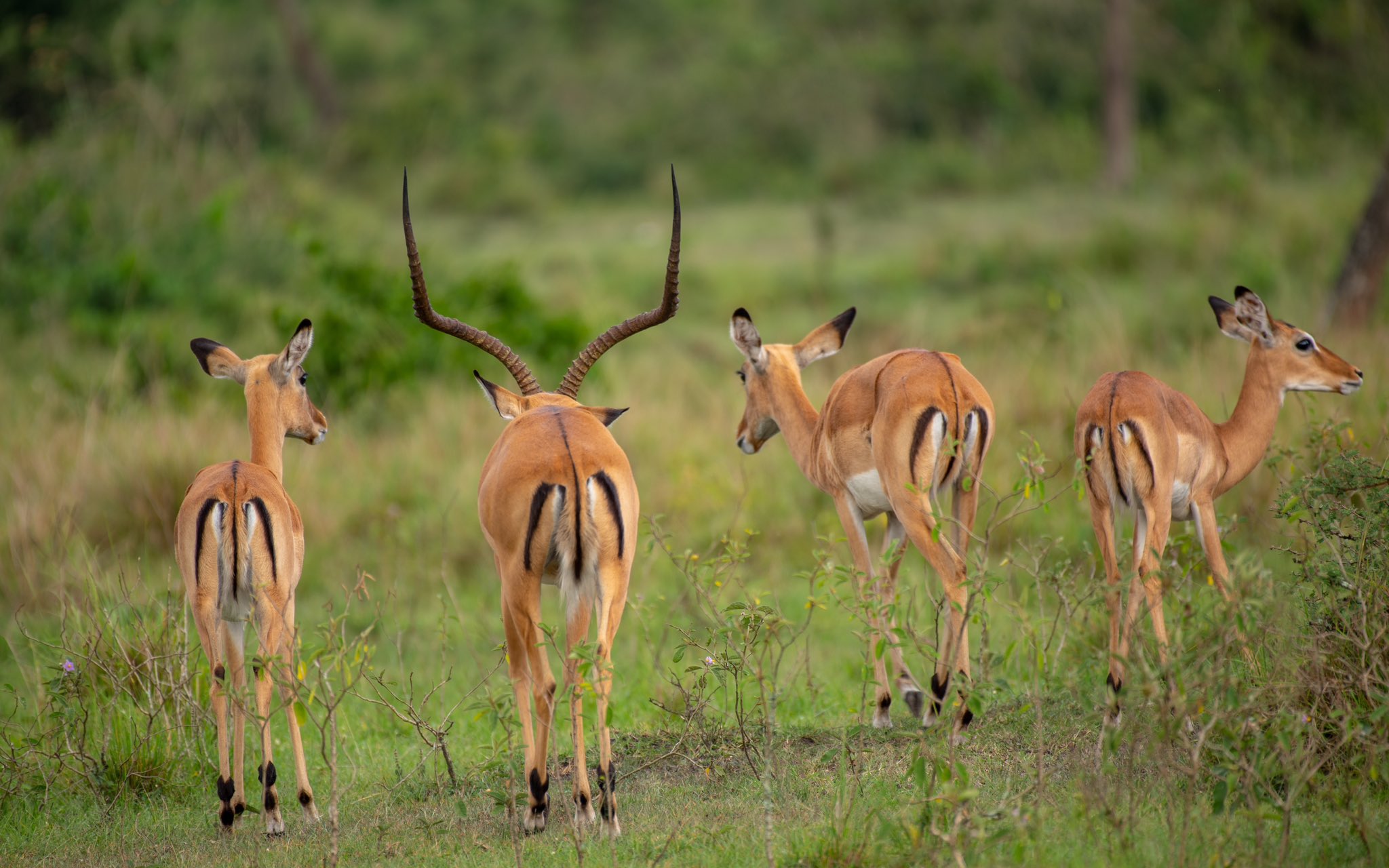 Types of Uganda Safaris: Choosing the Right Experience for You