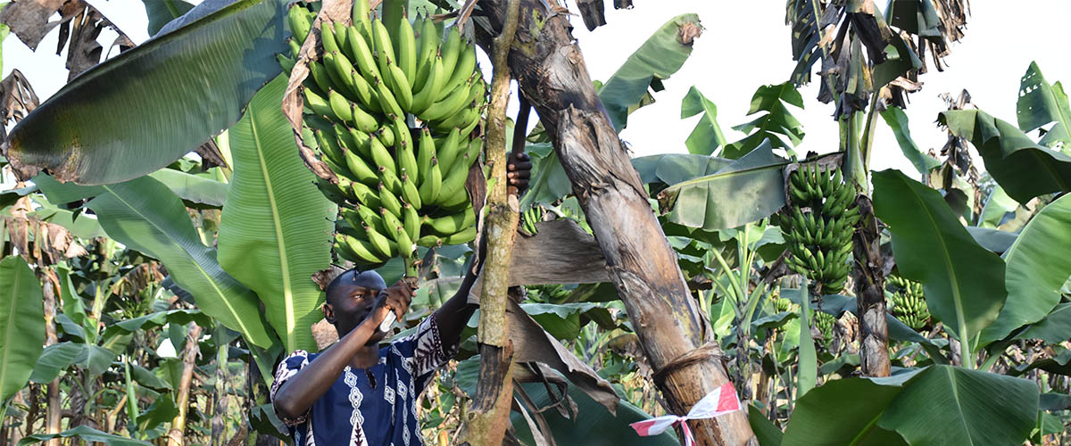 Agrotourism in Uganda: Where Farm Life Meets the Wild