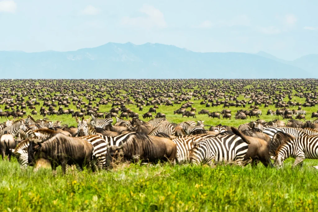 How to Plan a Great Migration Safari in Kenya and Tanzania