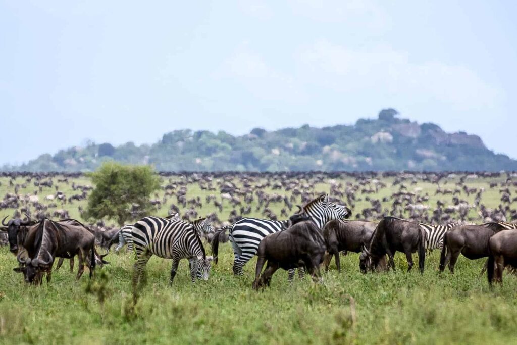 Common Travel Mistakes to Avoid in Serengeti National Park
