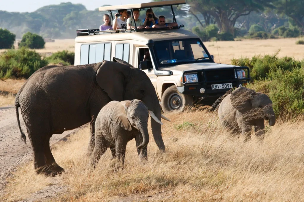 The Best Time to Visit Ol Pejeta: A Seasonal Kenya Safaris Guide