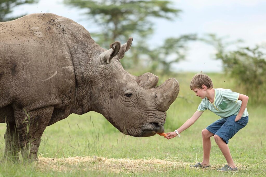 The Best Time to Visit Ol Pejeta: A Seasonal Kenya Safaris Guide