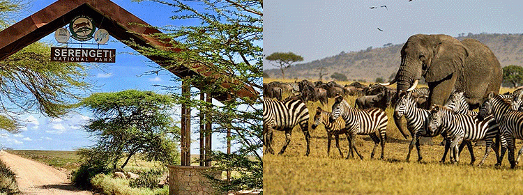 Common Travel Mistakes to Avoid in Serengeti National Park