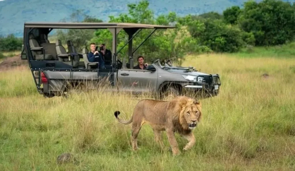 Types of Uganda Safaris: Choosing the Right Experience for You