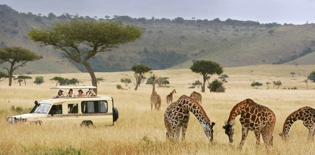 Exploring Uganda Cultural Safaris: Where Traditions Meet the Wild