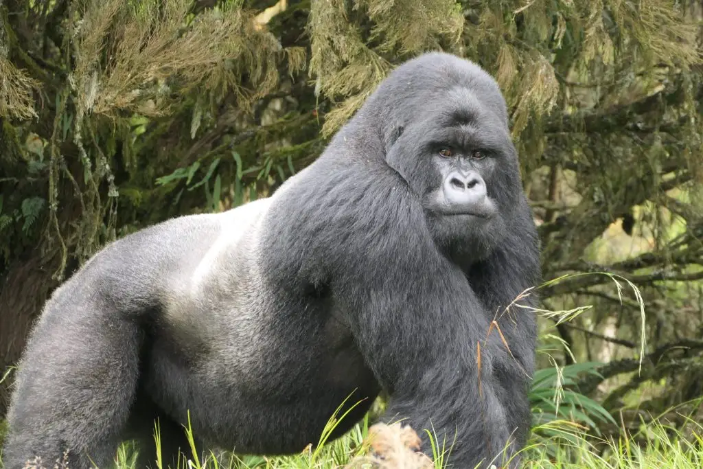 What Are Silverback Gorillas?