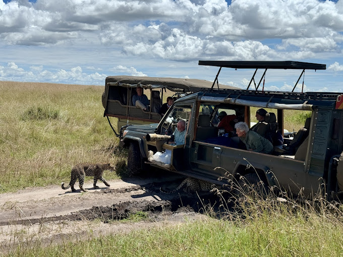 Serengeti vs Masai Mara Safari: Which Offers the Best Wildlife Experience in 2026?