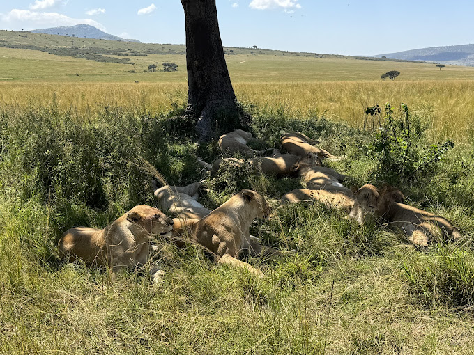 Serengeti vs Masai Mara Safari: Which Offers the Best Wildlife Experience in 2026?