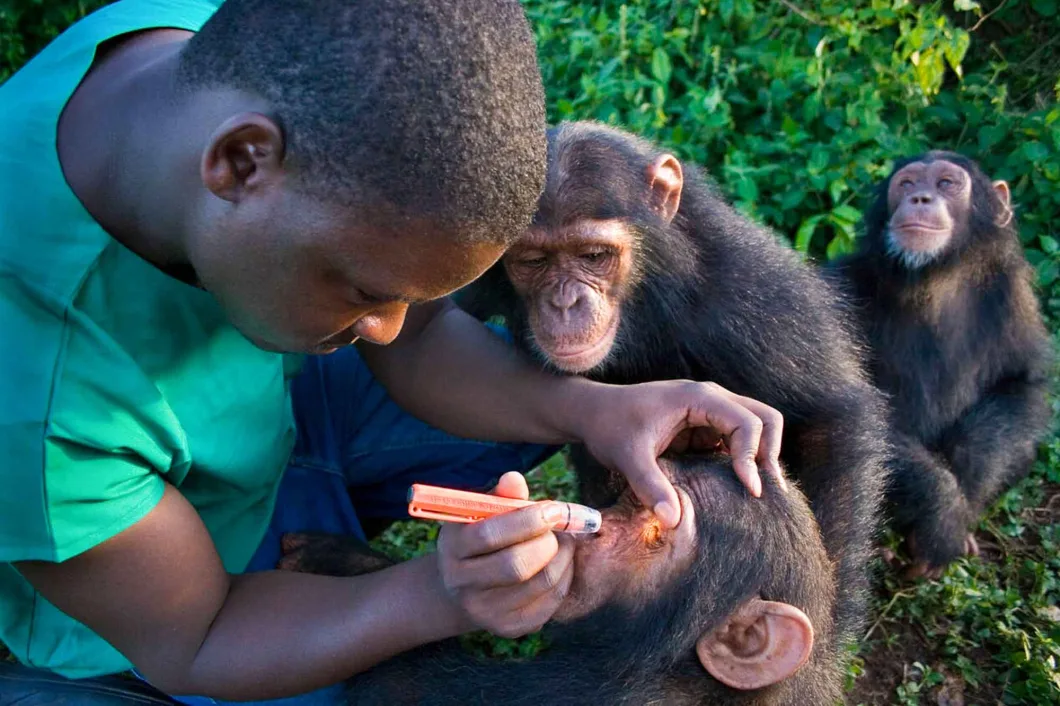 Chimpanzee Breeding in Uganda: A Wildlife Journey Through Conservation and Wonder