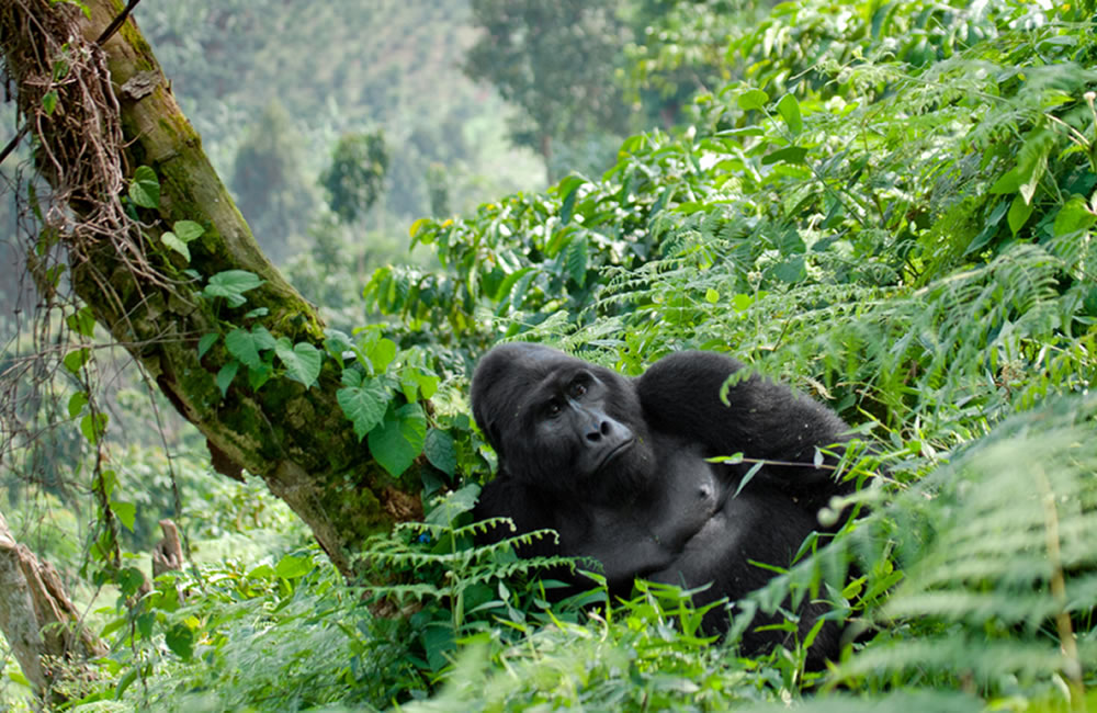 Luxury vs Budget: What You Need to Know When Planning a Uganda Safari