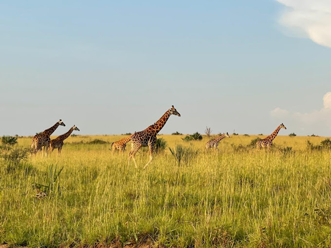 Entikko Safari Lodge in Murchison Falls National Park: A Ugandan Dream of Luxury, Wildlife, and River Magic