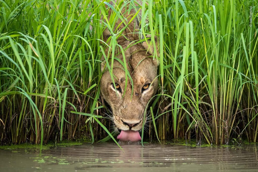 Buffalo Safari Lodge: Your Gateway to Uganda’s Wild Heart in Queen Elizabeth National Park