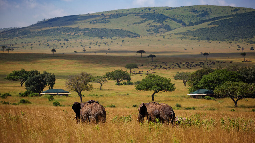 Accommodation in Maasai Mara: Where to Stay for an Unforgettable Kenya Safari