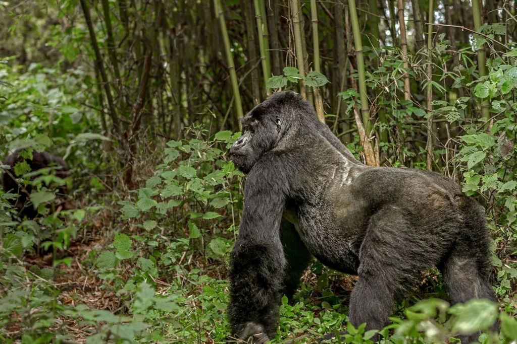 What Are Silverback Gorillas?