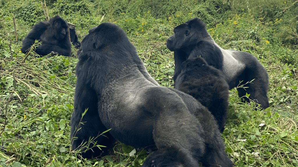 What Are Silverback Gorillas?