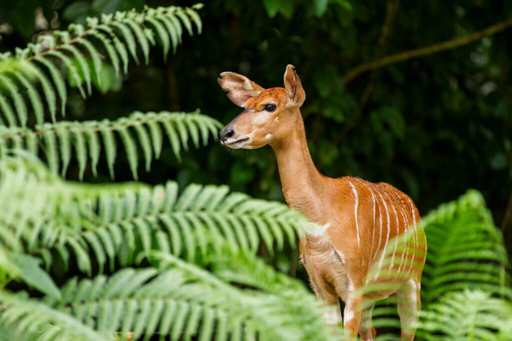 Exploring Saiwa Swamp National Park: A Hidden Gem for Kenya Safaris