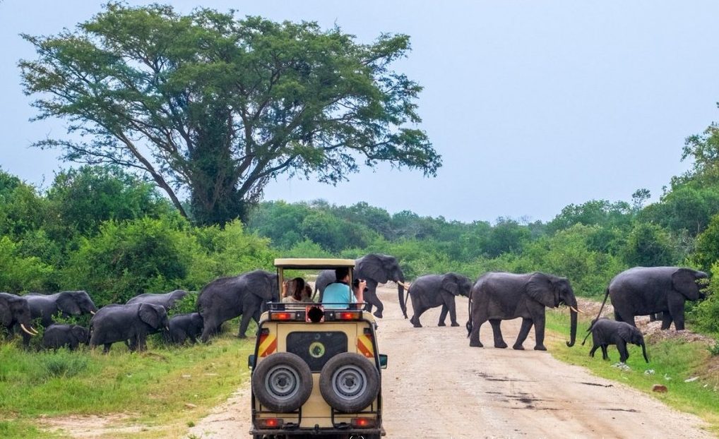 Game Drives in Ugandan National Parks: The Ultimate Wildlife Safari Experience