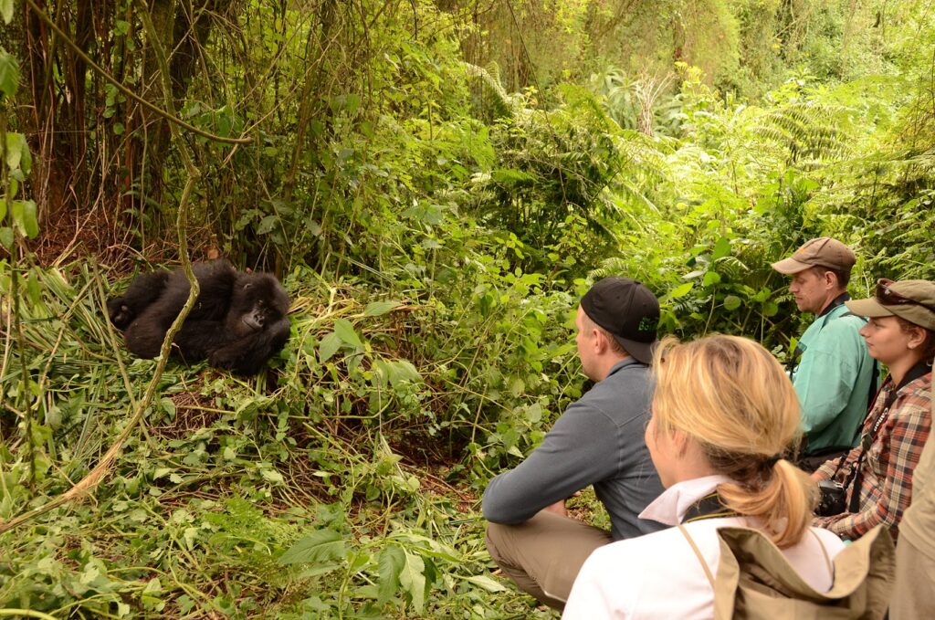 Is Gorilla Trekking Dangerous? A Realistic Guide for First-Time Travelers