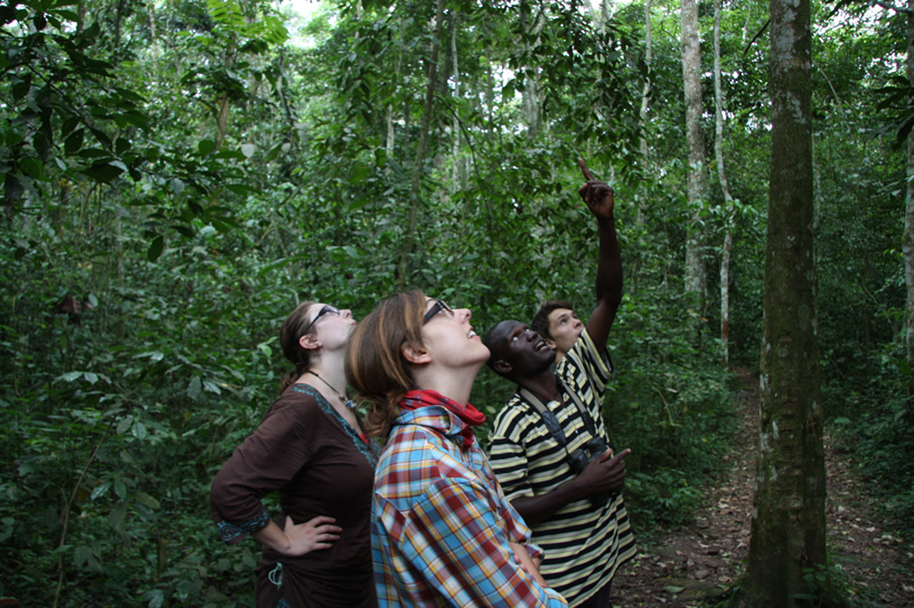 Mabira Forest in Uganda: A Green Escape for Birding, Forest Walks, and Uganda Safaris
