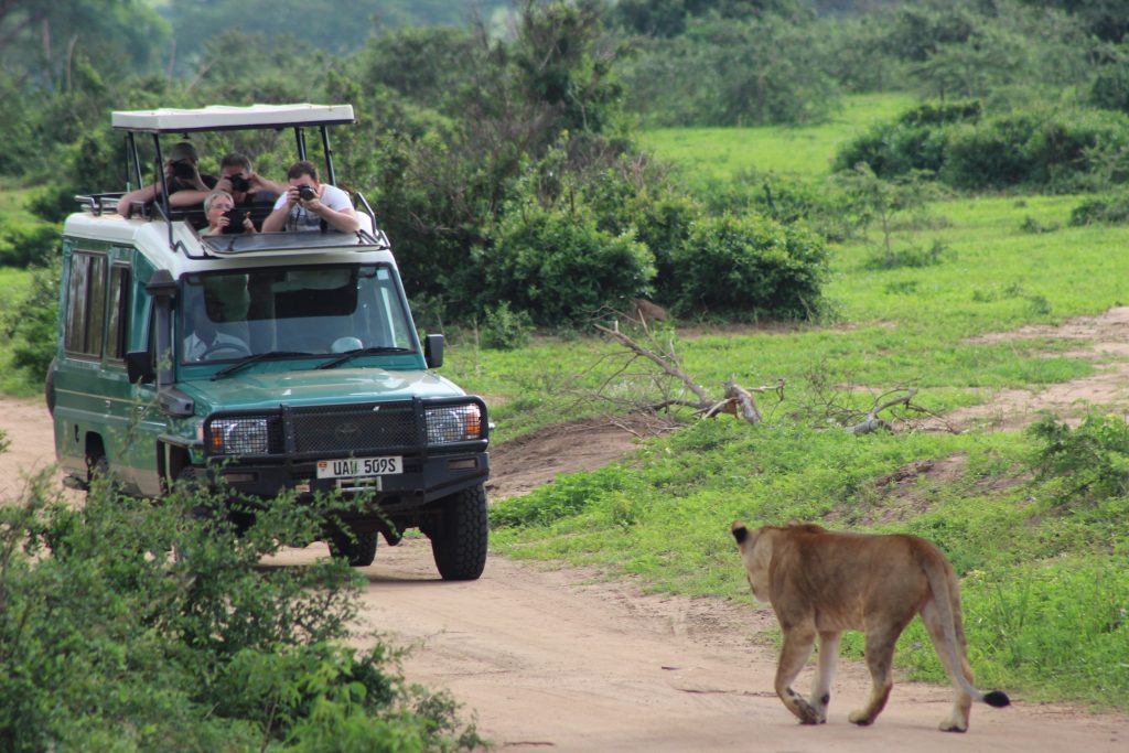 Game Drives in Ugandan National Parks: The Ultimate Wildlife Safari Experience
