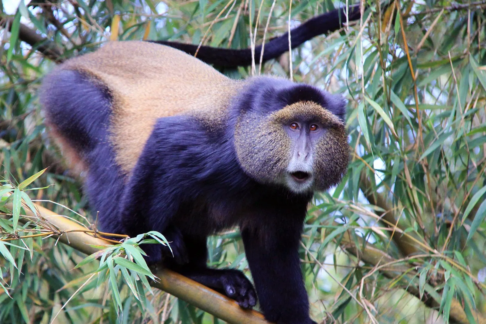 What You Need to Know About Ugandan Primates: Gorilla, Chimpanzees, and Golden Monkeys
