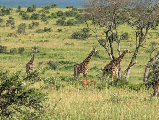 Game Drives in Ugandan National Parks: The Ultimate Wildlife Safari Experience