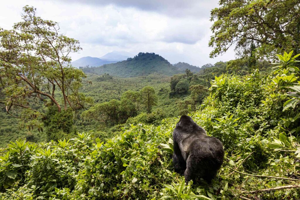 Luxury Lodges & Hotels Near Volcanoes National Park: Comfort in the Heart of Gorilla Country