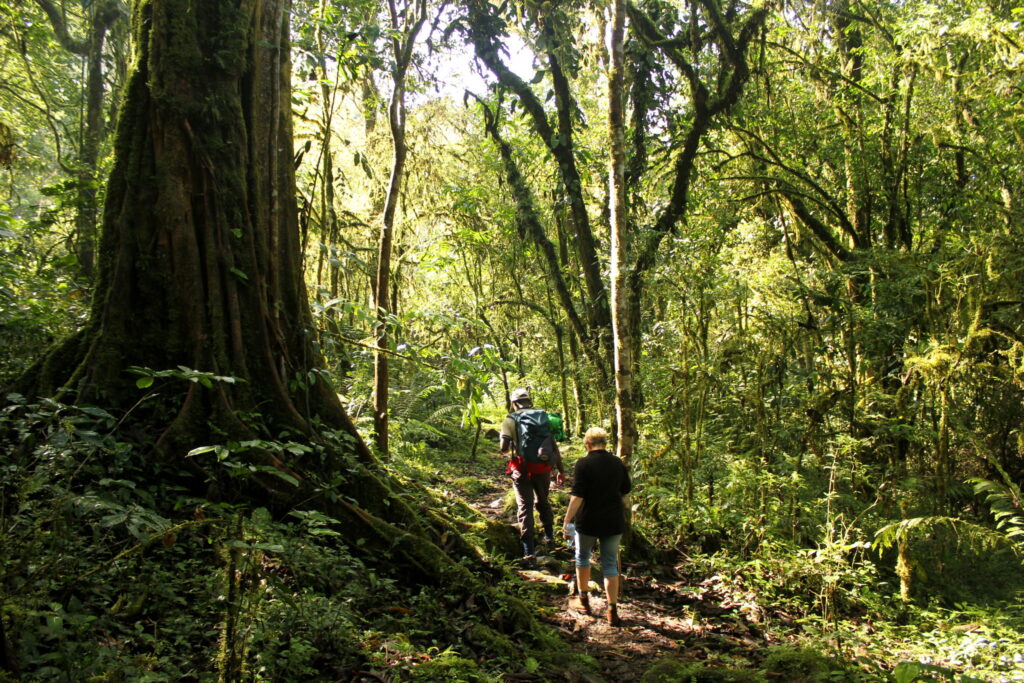 Mabira Forest in Uganda: A Green Escape for Birding, Forest Walks, and Uganda Safaris