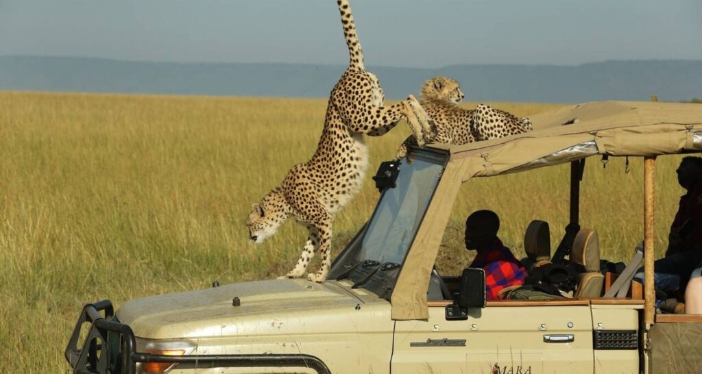 Exploring Saiwa Swamp National Park: A Hidden Gem for Kenya Safaris