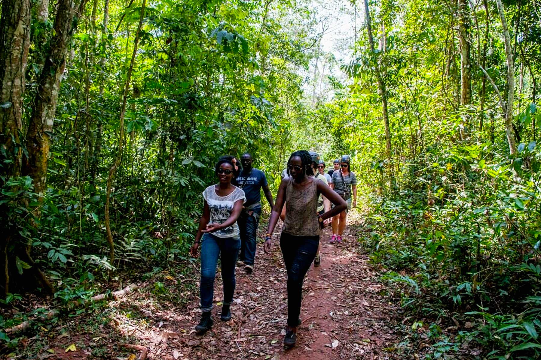 Mabira Forest in Uganda: A Green Escape for Birding, Forest Walks, and Uganda Safaris