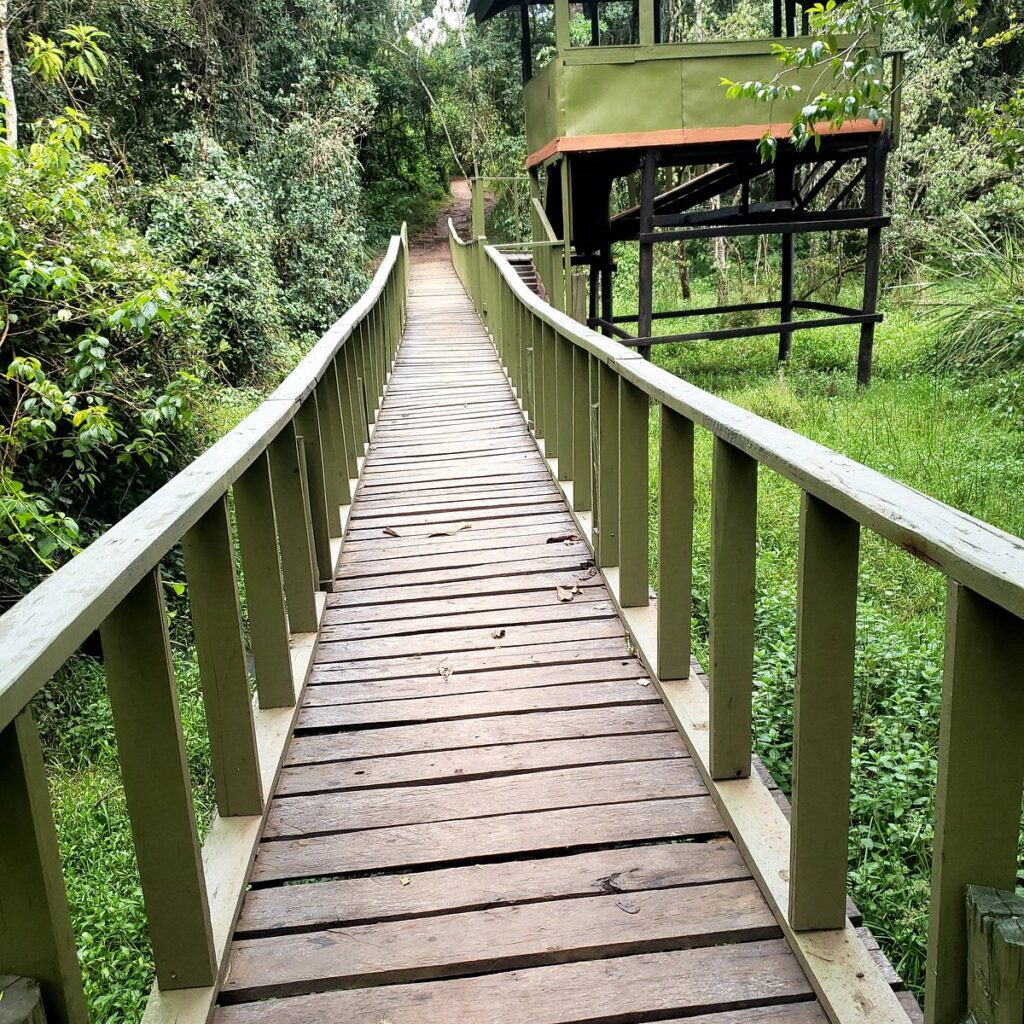 Exploring Saiwa Swamp National Park: A Hidden Gem for Kenya Safaris