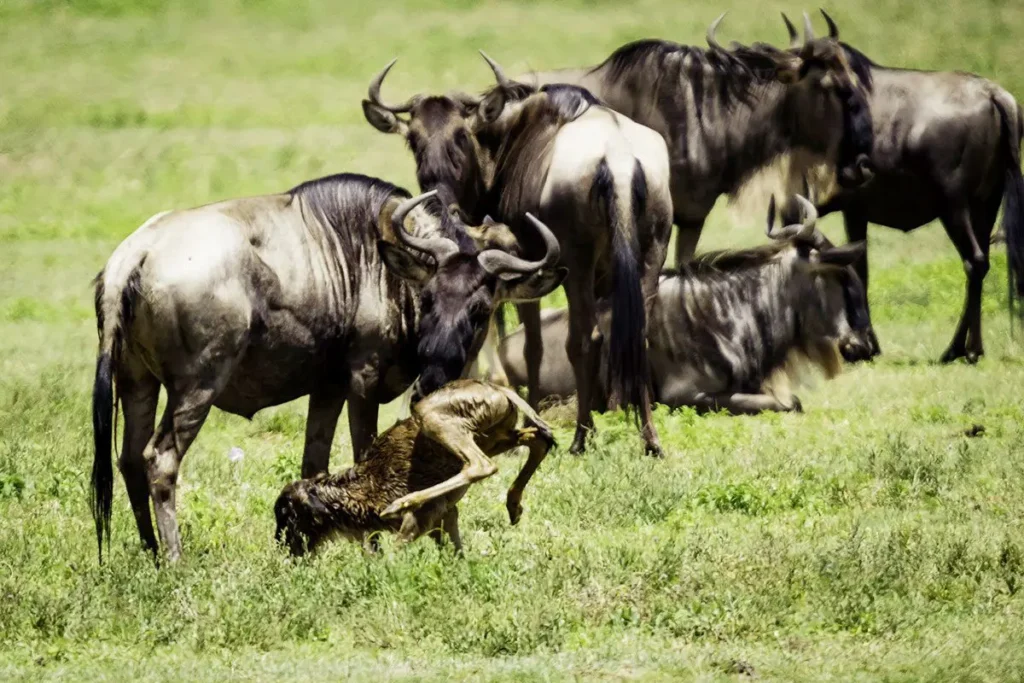 Wildebeest Calving Season in the Southern Serengeti & Ndutu: Nature’s Most Dramatic Arrival
