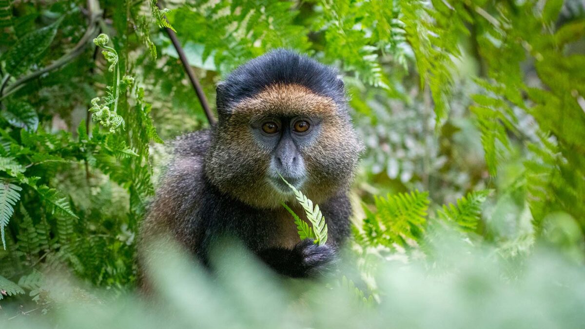 Giswati Mukura National Park: A Hidden Gem for Golden Monkey Trekking, Chimpanzee Encounters, and Birding in Rwanda