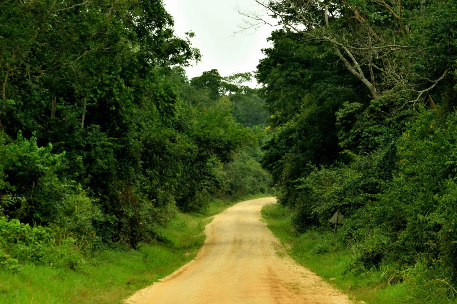 Discover the Magic of Budongo Forest: Uganda’s Chimpanzee Sanctuary