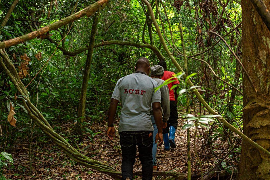 Bugoma Forest: A Hidden Gem for Uganda Safaris and Chimpanzee Trekking