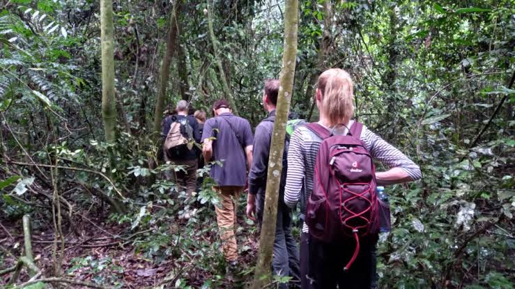 Bugoma Forest: A Hidden Gem for Uganda Safaris and Chimpanzee Trekking